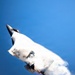 F-22 Demo Team Performs at Miami Air Show