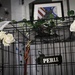 Memorial Display Honors Service of Retired MWD Perle X429