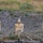 U.S. Marines, 2nd Bn., 5th Marines conduct non-lethal weapons course U.S. Marines, 2nd Bn., 5th Marines conduct non-lethal weapons course