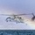 U.S. Marines, Reconnaissance Training Company, School of Infantry- West, conduct helocast training