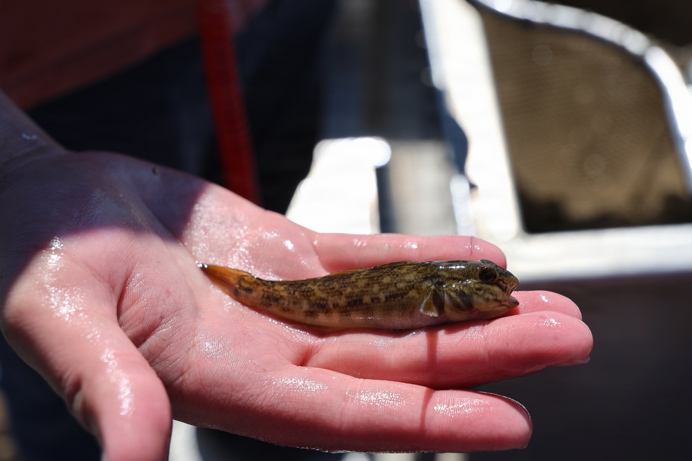 Small round goby held in palm