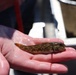 Small round goby held in palm