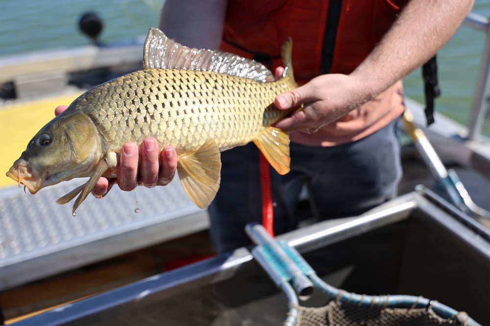 Close-up of common carp being held