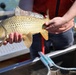 Close-up of common carp being held