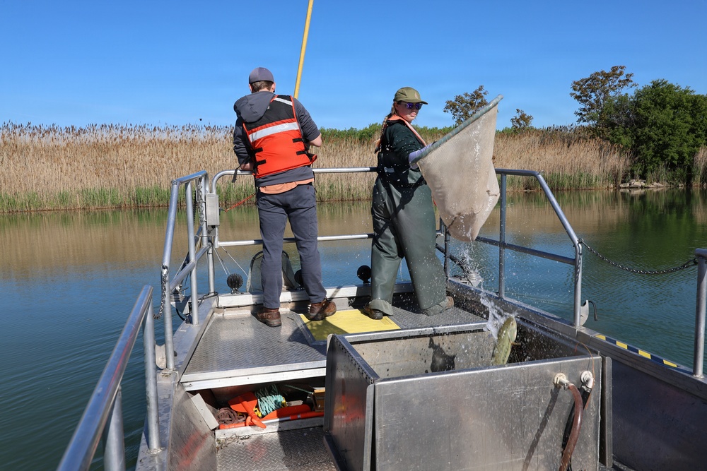 Crew sampling along reed-lined channel
