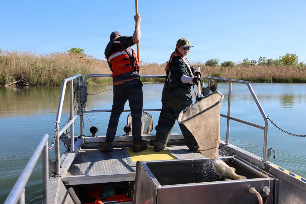 Two crew members netting fish near reed bank