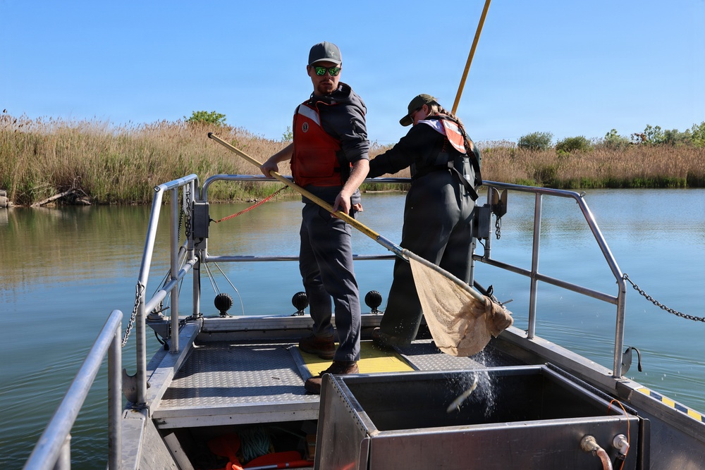 Crew member emptying net into live well