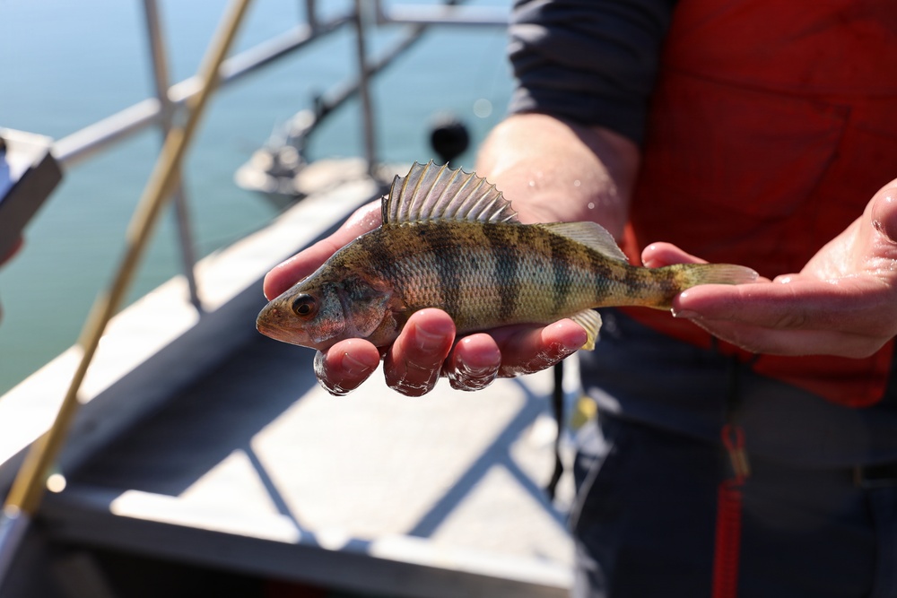 Close-up of yellow perch held in hand