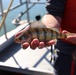 Close-up of yellow perch held in hand