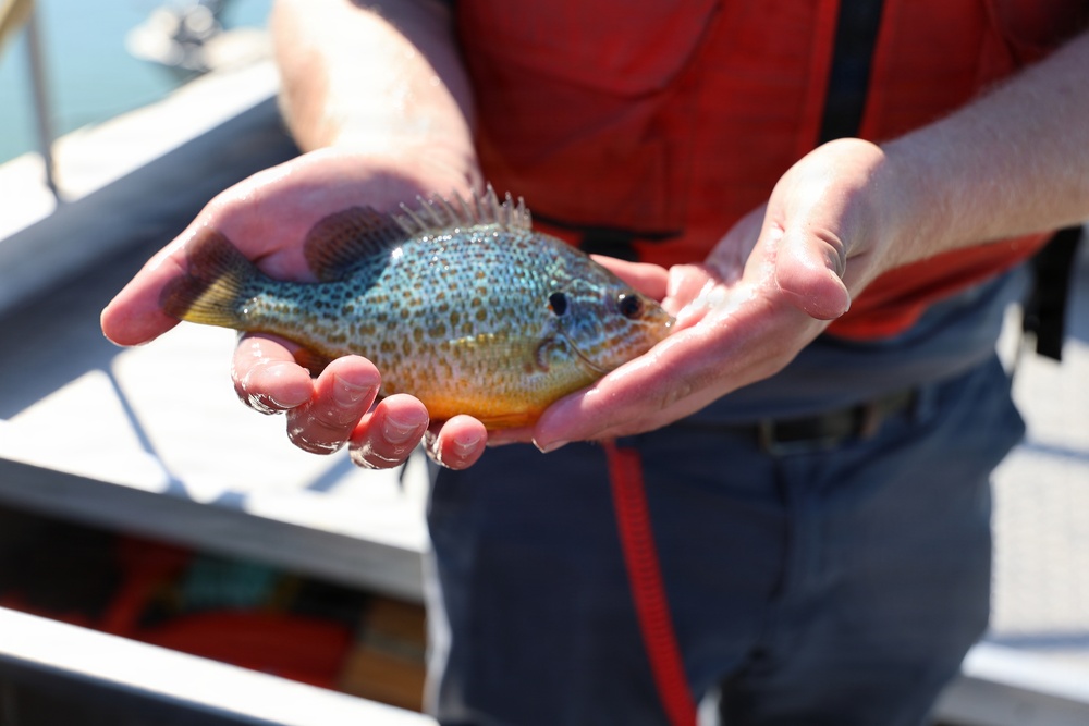 Brilliant pumpkinseed sunfish held in cupped hands