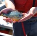 Brilliant pumpkinseed sunfish held in cupped hands