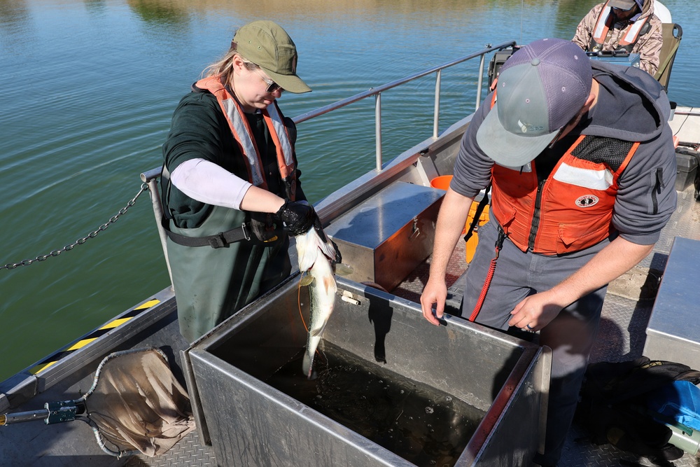 Two crew members removing fish from live well