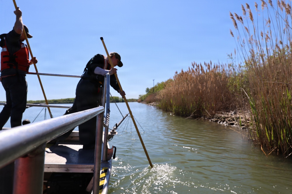 Two crew members netting fish near reed bank