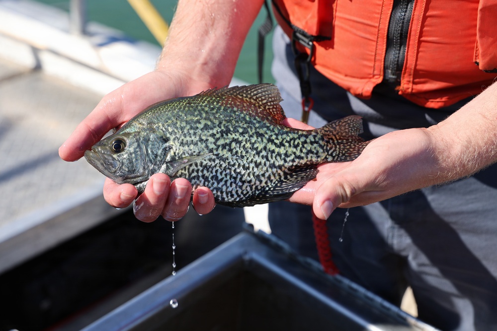 Black crappie held over live well
