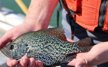 Black crappie held over live well
