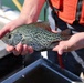 Black crappie held over live well
