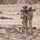 African Lion 26 capstone combined field exercise kicks off in Tan-Tan African Lion 26 capstone combined field exercise kicks off in Tan-Tan