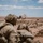 African Lion 26 capstone combined field exercise kicks off in Tan-Tan African Lion 26 capstone combined field exercise kicks off in Tan-Tan