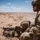 African Lion 26 capstone combined field exercise kicks off in Tan-Tan African Lion 26 capstone combined field exercise kicks off in Tan-Tan