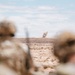 African Lion 26 capstone combined field exercise kicks off in Tan-Tan