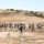 1st Intelligence Battalion conducts tactical exercise 1st Intelligence Battalion conducts tactical exercise