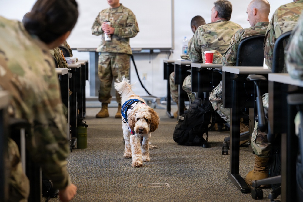 Luna, Air Force Mortuary Affairs Operations therapy dog