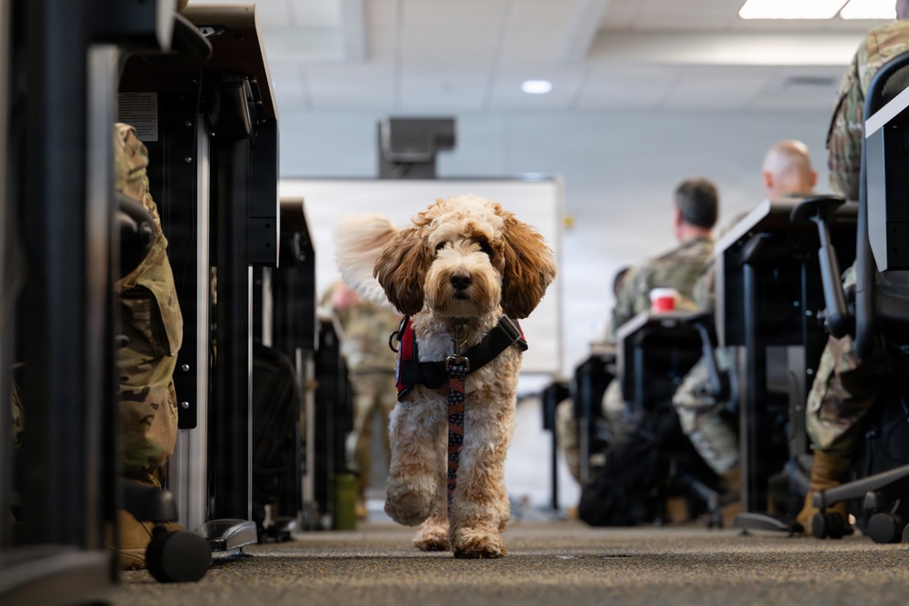 Luna, Air Force Mortuary Affairs Operations therapy dog