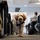 Luna, Air Force Mortuary Affairs Operations therapy dog Luna, Air Force Mortuary Affairs Operations therapy dog