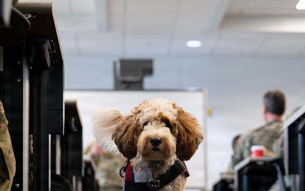 Luna, Air Force Mortuary Affairs Operations therapy dog