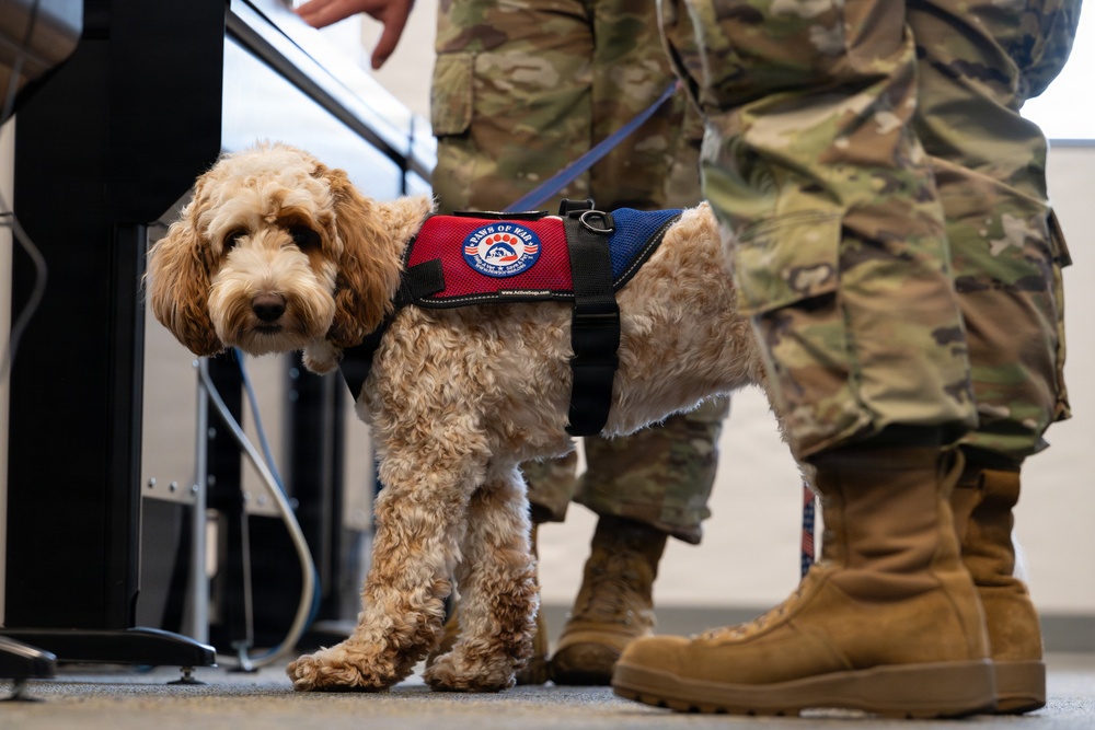 Luna, Air Force Mortuary Affairs Operations therapy dog