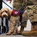 Luna, Air Force Mortuary Affairs Operations therapy dog