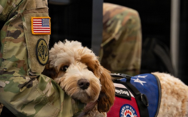 Luna, Air Force Mortuary Affairs Operations therapy dog