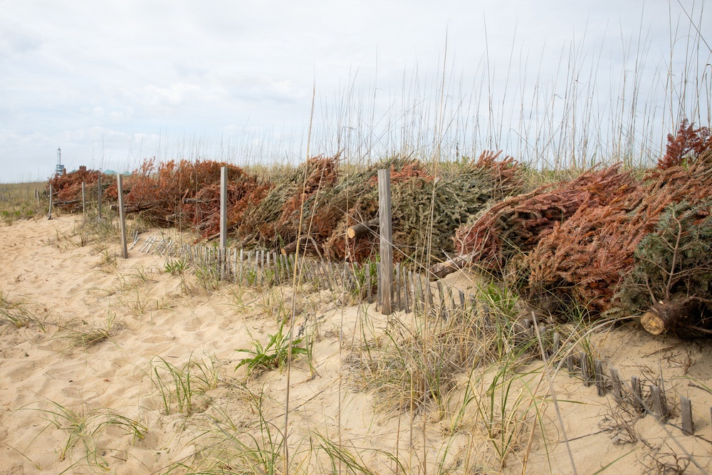 Sailors, Marines and civilians across Hampton Roads help restore Dam Neck Annex coastline