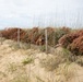 Sailors, Marines and civilians across Hampton Roads help restore Dam Neck Annex coastline