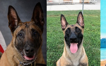Going off leash: K-9 York Award-winning military working dog to retire at Fort Knox