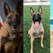 Going off leash: K-9 York Award-winning military working dog to retire at Fort Knox