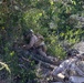 U.S. Marines with 2nd Bn., 5th Marines, conduct EOTG TRAP course