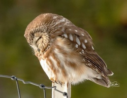 Libby Dam Hosts “Birds of Prey” May 31