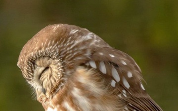 Libby Dam Hosts “Birds of Prey” May 31