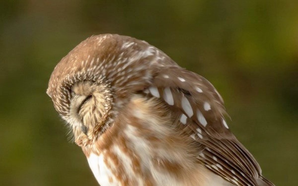 Libby Dam Hosts “Birds of Prey” May 31