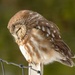 Libby Dam Hosts “Birds of Prey” May 31