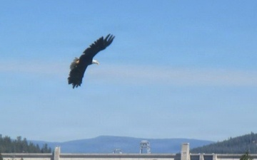 Libby Dam Hosts “Birds of Prey” May 31