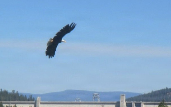Libby Dam Hosts “Birds of Prey” May 31