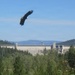 Libby Dam Hosts “Birds of Prey” May 31