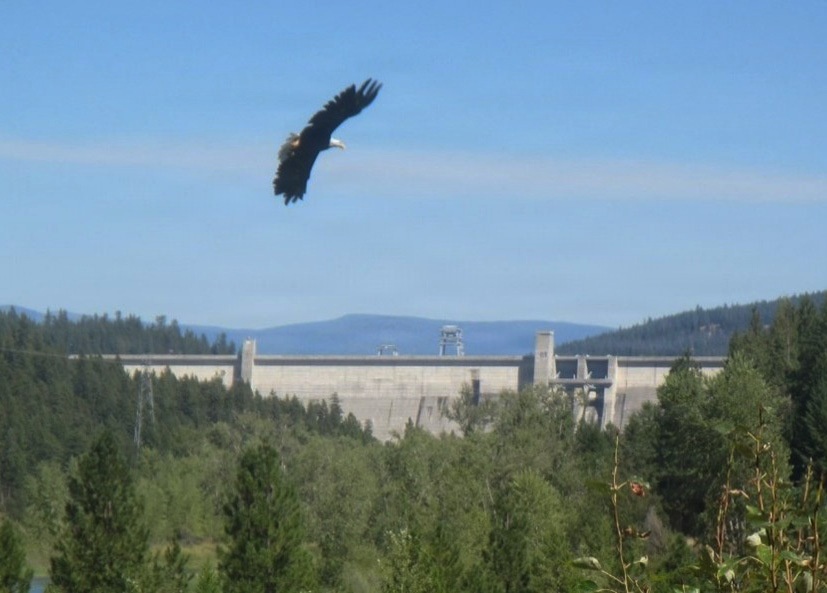 Libby Dam Hosts “Birds of Prey” May 31