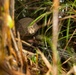 U.S. Marines with 12th LCT Participate in Survival Training at Jungle Warfare Training Center