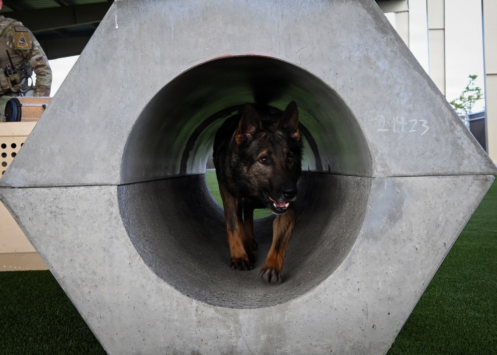 A Day in the Life of a Military Working Dog Team