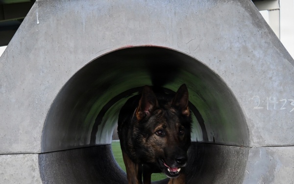 A Day in the Life of a Military Working Dog Team