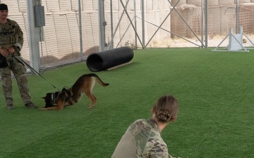 Who let the dogs out