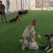 Who let the dogs out